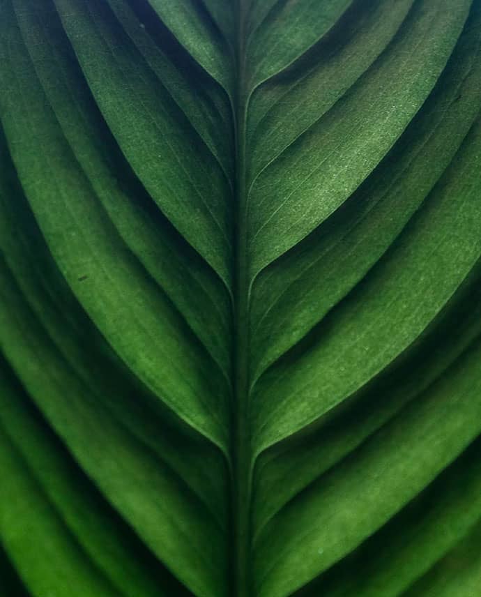 Healthy Tree